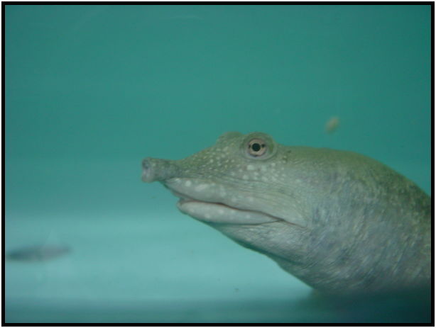 animal: turtle : s-dsc010144.jpg