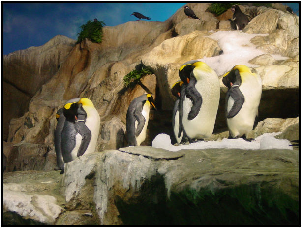animal: penguin : s-dsc011422.jpg