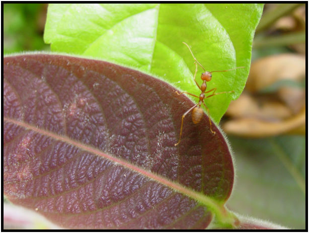 flora: leaf : s-dsc011782.jpg
