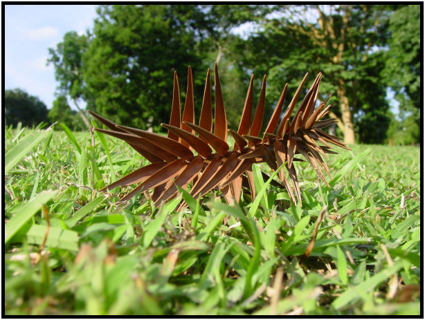 flora: leaf : s-dsc010681.jpg
