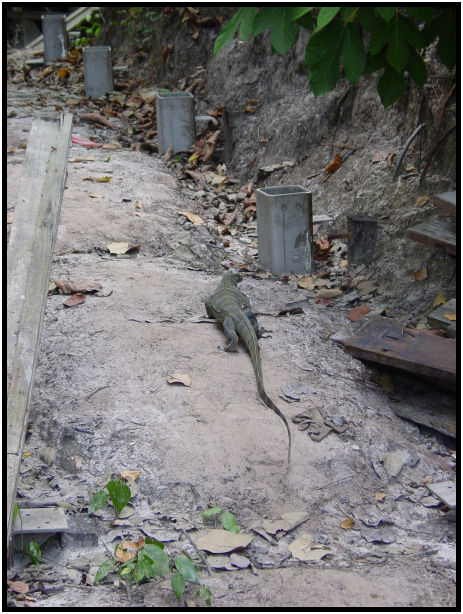 place: Singapore: Singey Buloh Nature Park : s-dsc010722.jpg