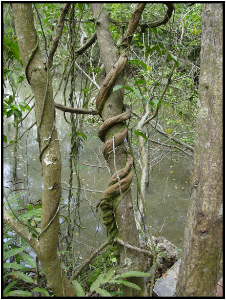 place: Singapore: Singey Buloh Nature Park : s-dsc010726.jpg