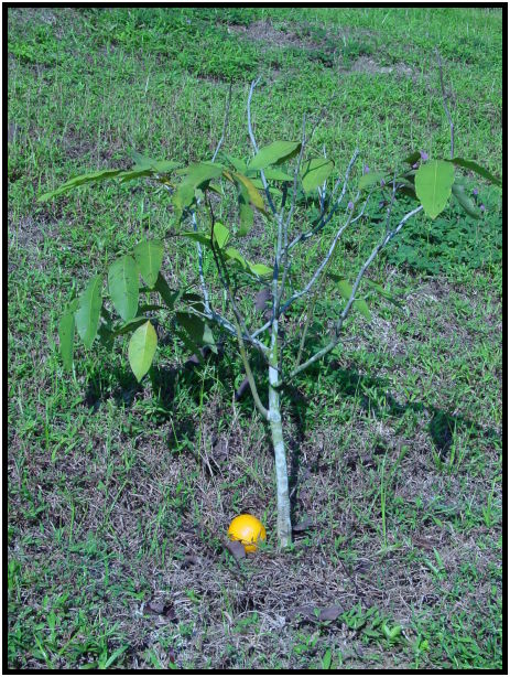 flora: tree: unknown tree : s-dsc010239.jpg