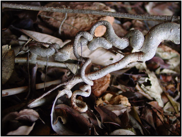 flora: tree: root : s-dsc010530.jpg