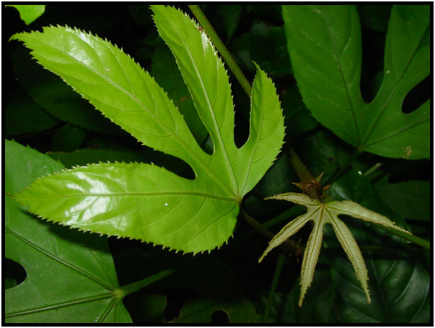 flora: leaf : s-dsc010418.jpg