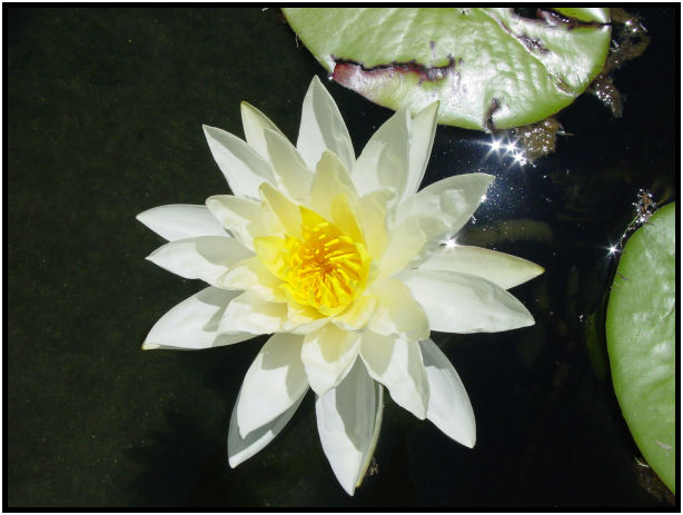 flora: flower: unknown flower : s-dsc010940.jpg