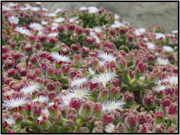 flora: flower: unknown flower : s-dsc011047.jpg