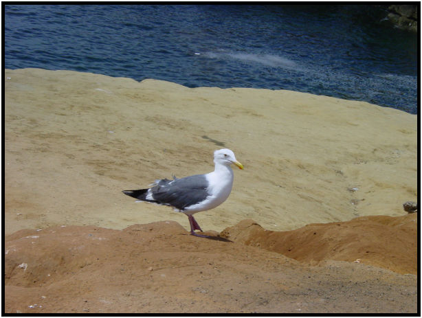 bird: sea gull : s-dsc011050.jpg