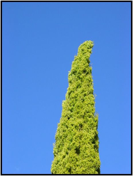 flora: tree: unknown tree : s-dsc012167.jpg