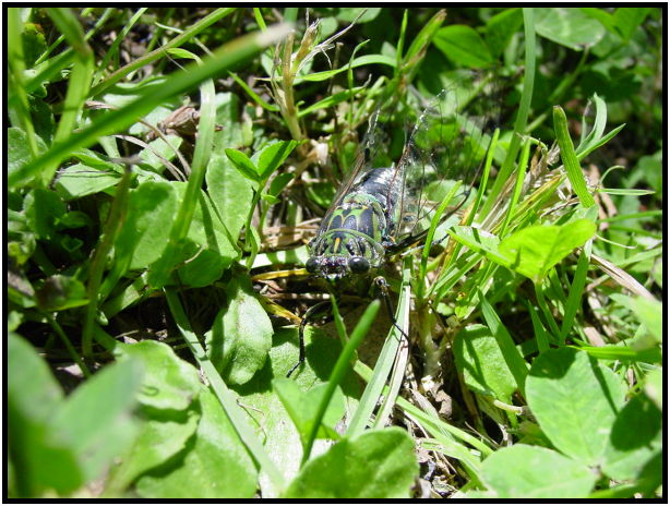 insect: cicada : s-dsc012171.jpg