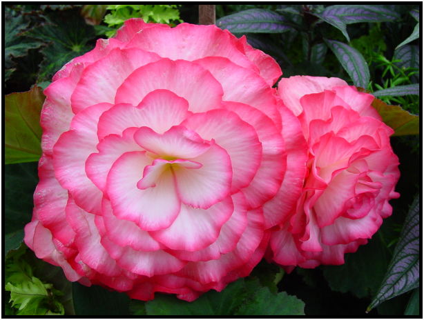 flora: flower: unknown flower : s-dsc012361.jpg