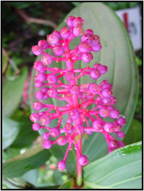 flora: flower: unknown flower : s-dsc013247.jpg