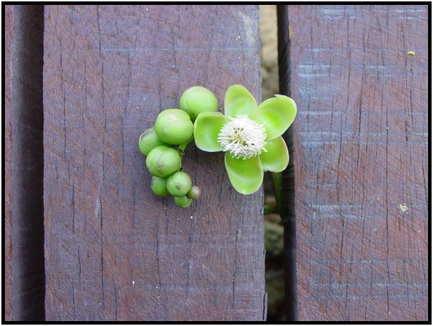 flora: flower: unknown flower : s-dsc012575.jpg