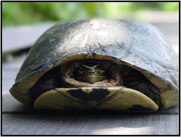 animal: turtle : s-dsc012580.jpg