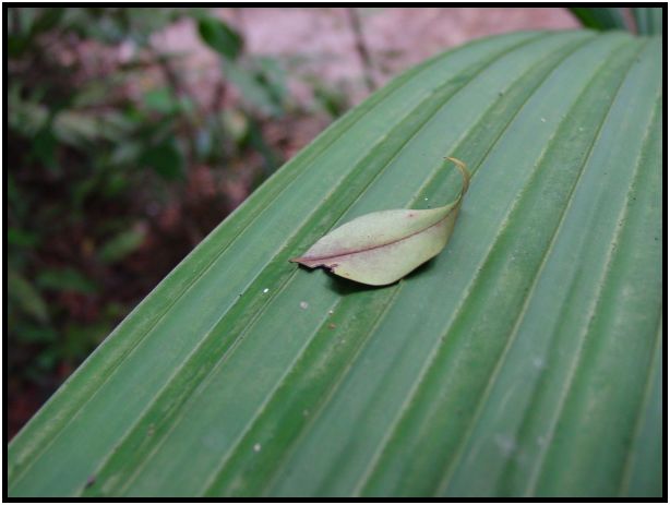 flora: leaf : s-dsc012611.jpg