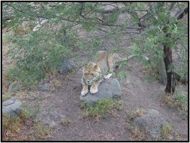 animal: lion : s-dsc015727.jpg