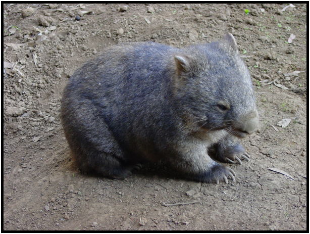 animal: wombat : s-dsc016230.jpg