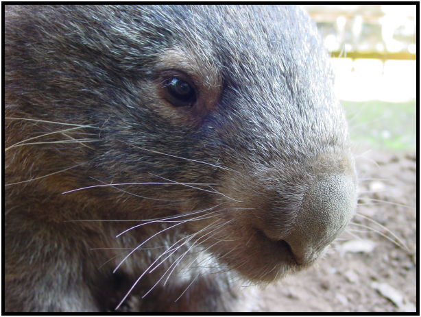 animal: wombat : s-dsc016242.jpg
