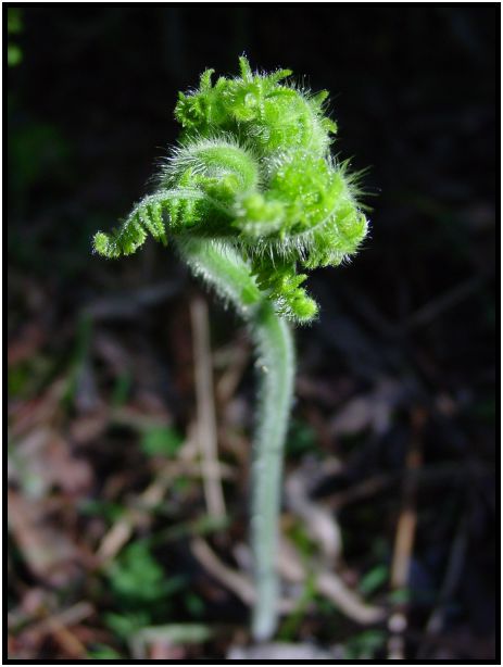 flora: leaf : s-dsc016456.jpg