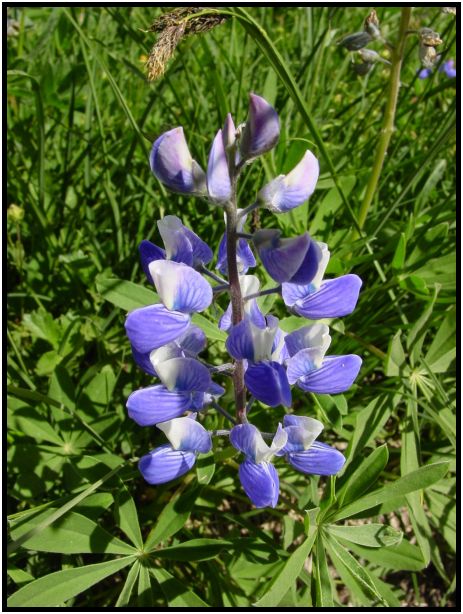 flora: flower: unknown flower : s-dsc017842.jpg