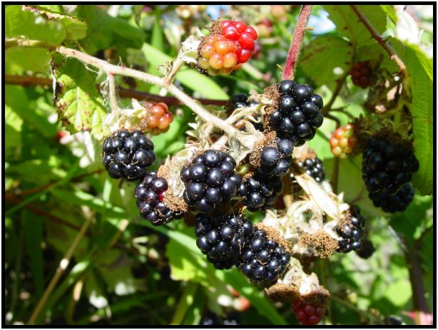 flora: berry: blackberry : s-dsc017702.jpg