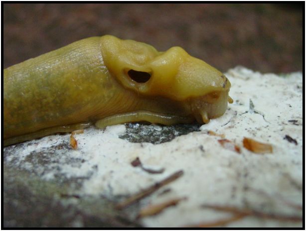 insect: slug : s-dsc016944.jpg