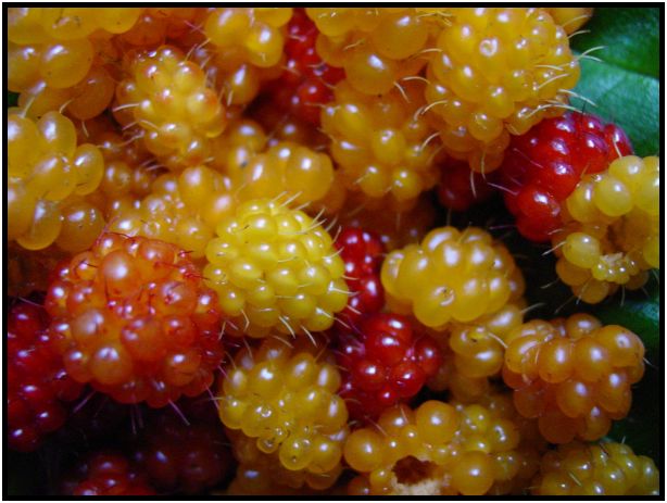 flora: berry: salmonberry : s-dsc016976.jpg