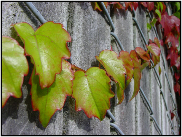 flora: leaf : s-dsc018030.jpg