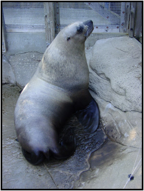place: Canada: British Columbia: Vancouver: Aquarium : s-dsc019812.jpg