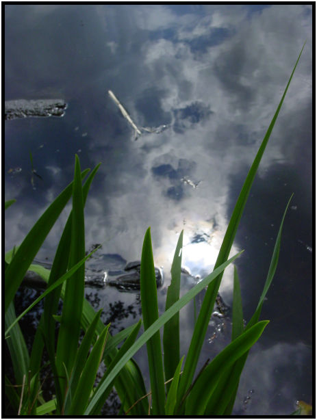 flora: grass : s-dsc019942.jpg