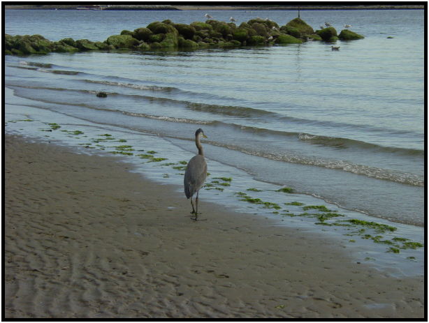 site: water: ocean : s-dsc020457.jpg