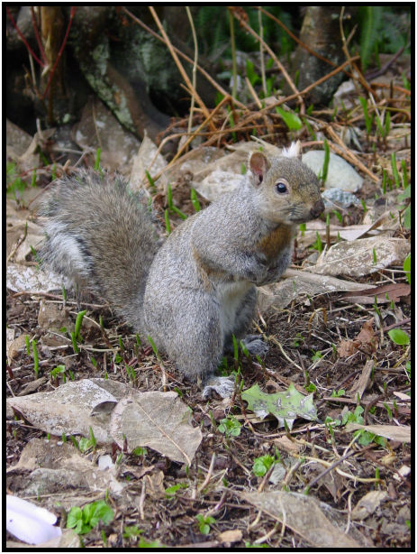 animal: squirrel : s-dsc029384.jpg