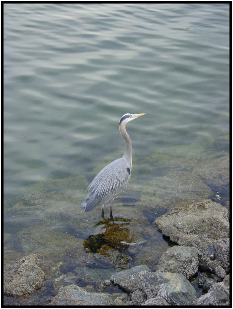 bird: heron : s-dsc029787.jpg