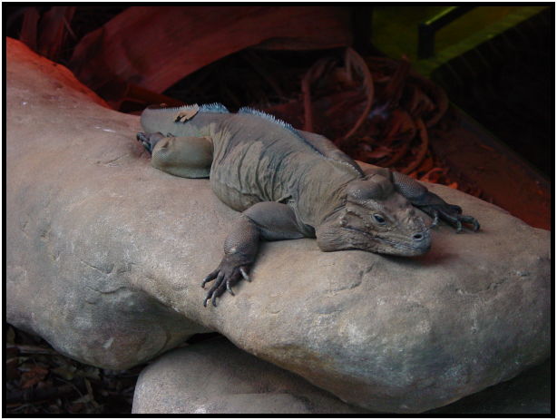 place: Australia: NSW: Sydney: Sydney Zoo : s-dsc022628.jpg