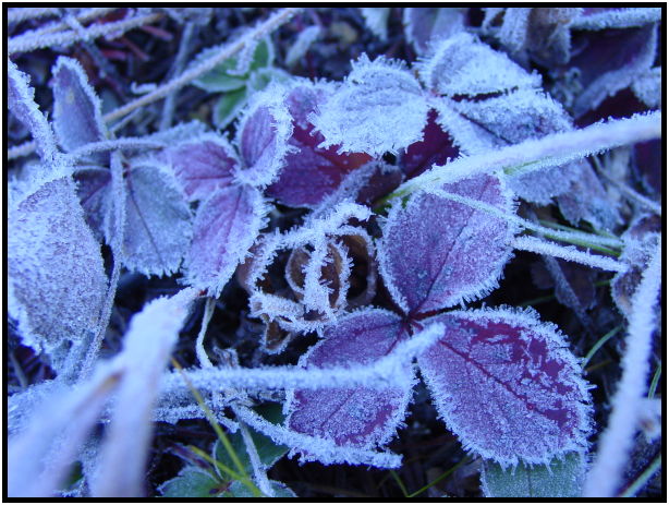 site: earth: frost : s-dsc024356.jpg