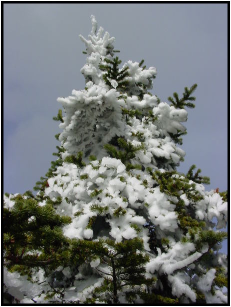 flora: tree: unknown tree : s-dsc024325.jpg