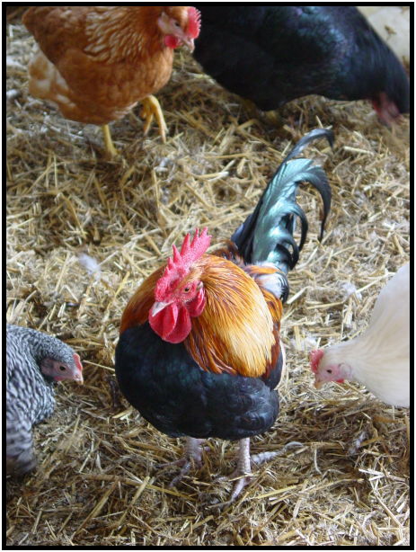 bird: cock : s-dsc021833.jpg