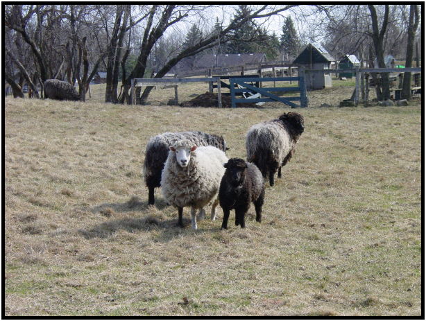 animal: sheep : s-dsc021901.jpg
