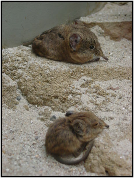 animal: mouse : s-dsc023323.jpg