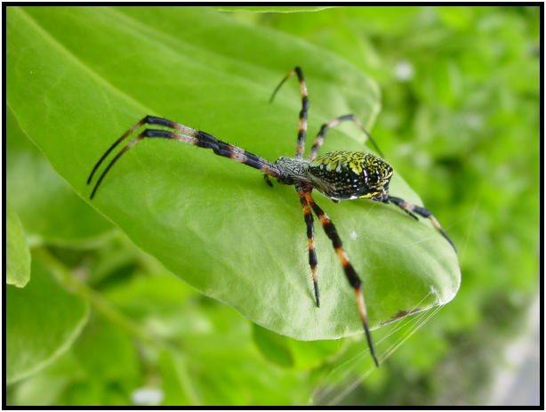 insect: spider : s-dsc022373.jpg