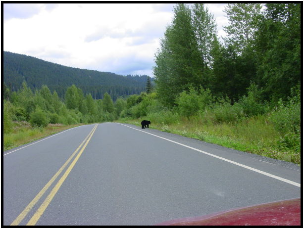 animal: bear : s-dsc026773.jpg