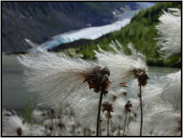 place: Canada: Yukon: Bear Glacier : s-dsc026892.jpg