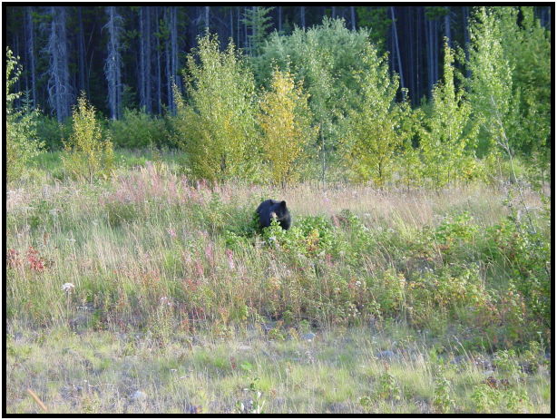 place: Canada: Yukon: White Mountain : s-dsc026735.jpg