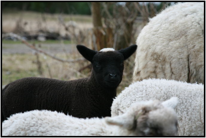animal: sheep : s-IMG_1520.jpg