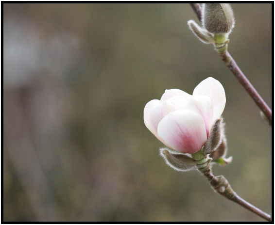 flora: flower: magnolia : s-IMG_2536.jpg
