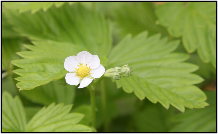 flora: berry: wild strawberry : s-IMG_4168.jpg