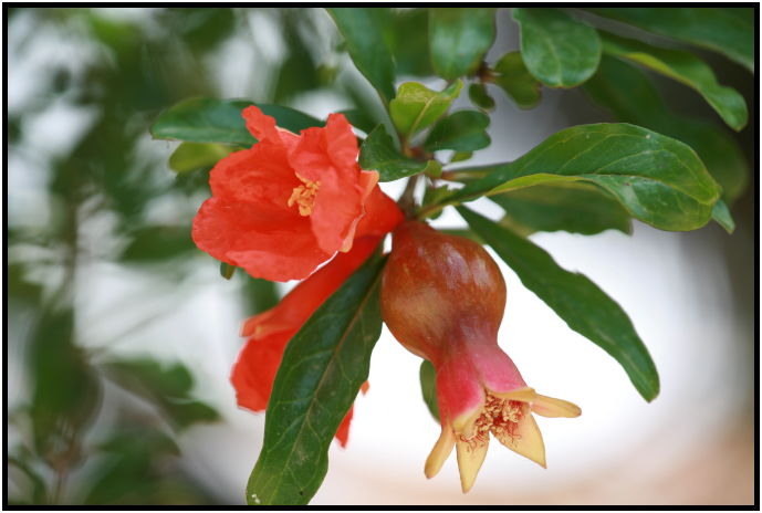 flora: fruit: pomegranate : s-IMG_3489.jpg