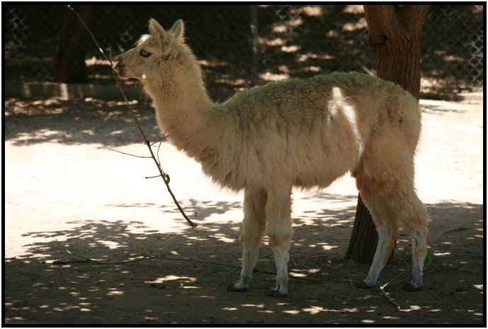 animal: lama : s-IMG_3213.jpg