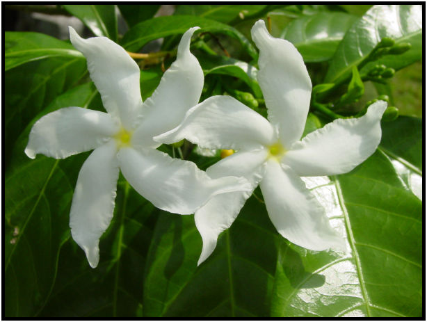 place: Singapore: Chinese Gardens : s-dsc011390.jpg