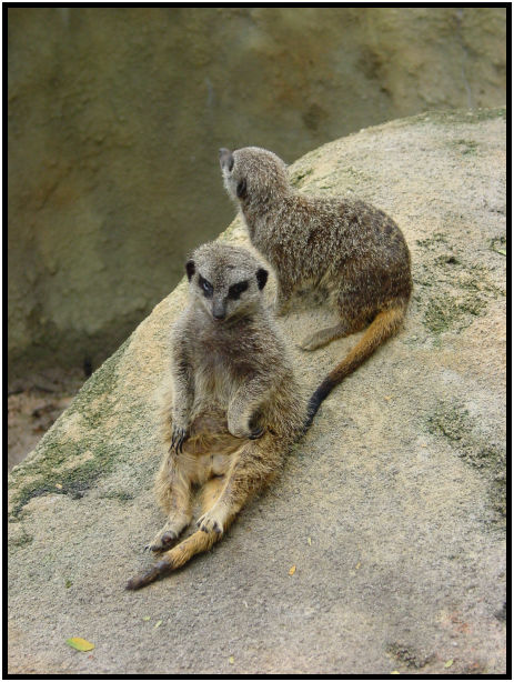 animal: meerkat : s-dsc011471.jpg